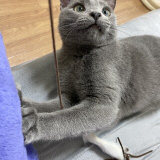 1歳7ヶ月のロシアンブルー兄弟 