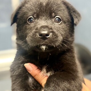 25-M59　バブゥちゃんのワンワンです♪