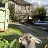オス　マダラ模様の甘えん坊