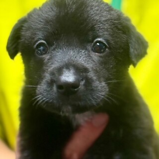 25-M60　赤ちゃんワンコ♪