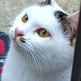 里親さん募集！昨年の春産まれの女のコです！