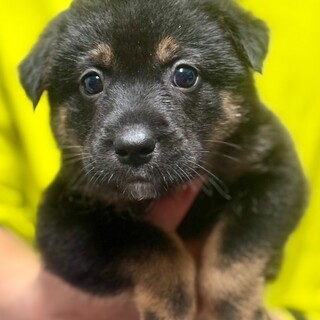 25-M63　可愛い黒タンベビー♪