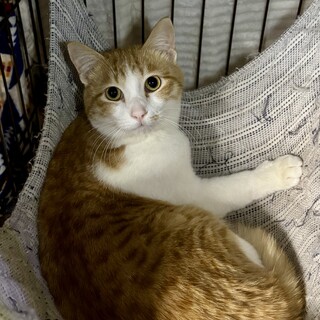 むっちむっちのアイドル　もちくん2歳