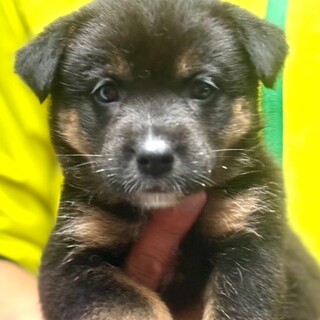 25-W64　可愛過ぎる仔犬ちゃん♪