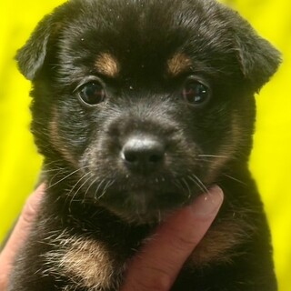 25-W65　可愛い仔犬兄妹です！！