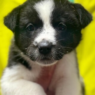 25-M66　赤ちゃんです！！