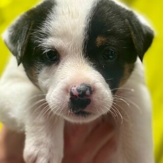 25-M67　可愛い赤ちゃんです！！