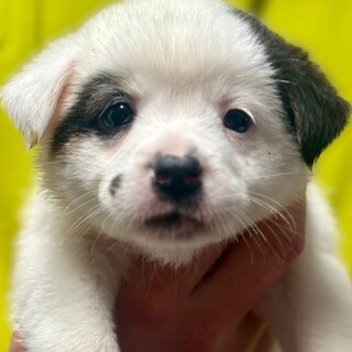 25-W68　可愛すぎ～ほくろちゃん♪