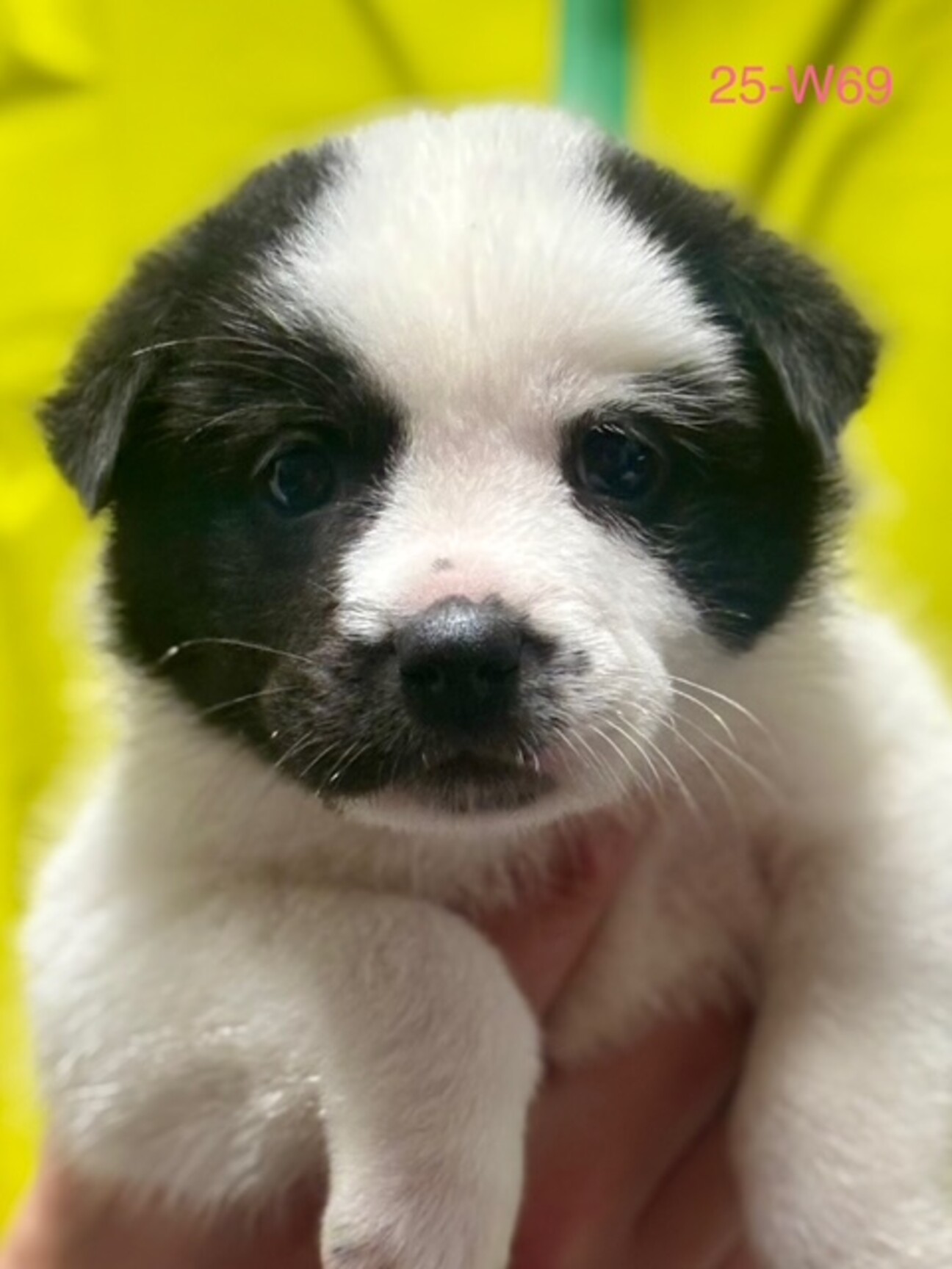 極上 在銘 犬の親子 根付 約4.5cm トヒチ 東ゆ7-0914⭐︎