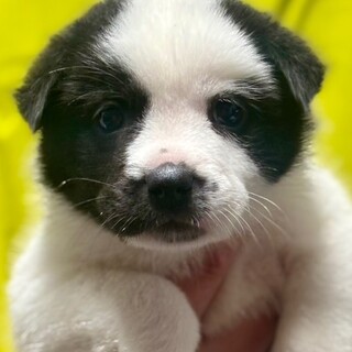 25-W69　大人しく良い子です！