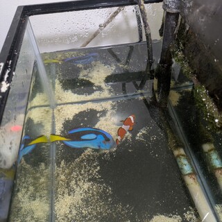 カクレクマノミ　ナンヨウハギ　お譲りします