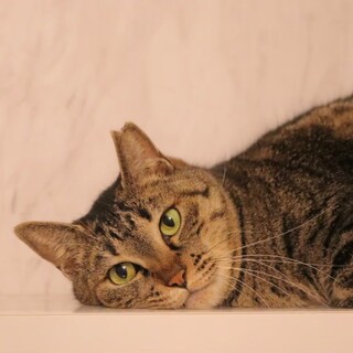 まんまるぷくぷく！甘えん坊アンネちゃん！