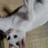 里親さん募集！昨年の春産まれの女のコです！ サムネイル3
