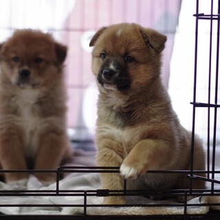 甘えん坊な鼻グロきなこちゃん