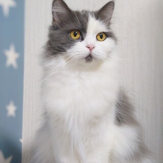 スコティッシュ立ち耳女の子です