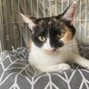 美猫三毛『ハンナ』♀ サムネイル3