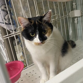 美猫三毛『ハンナ』♀