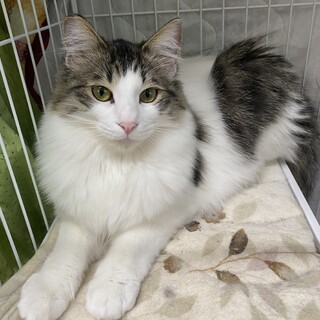 長毛キジ白の『アーサー』