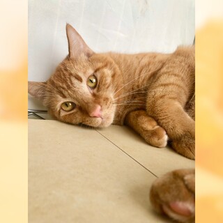 5/4(日)譲渡会　爆ゴロ陽気BOY★大将季くん