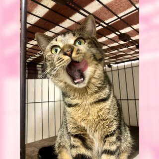 4/6譲渡会 ツンとデレ...」千葉県 - 猫の里親募集(513061) :: ペットの  