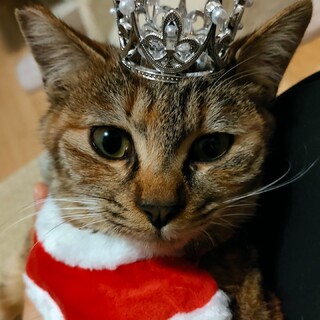 〈嘔吐癖あり〉ウチの猫への愛が深過ぎる為終了