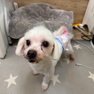 可愛いマルチーズの男の子