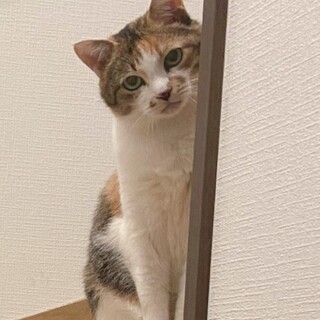 甘えん坊のツンデレ しまミケのナミちゃん