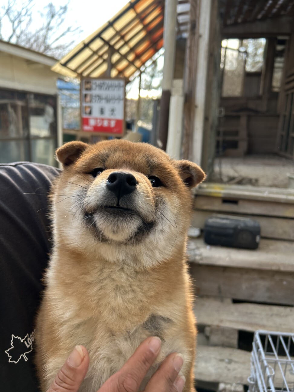 お問い合わせ多数のため一旦中止」千葉県 - 犬の里親募集(513108) 2枚 