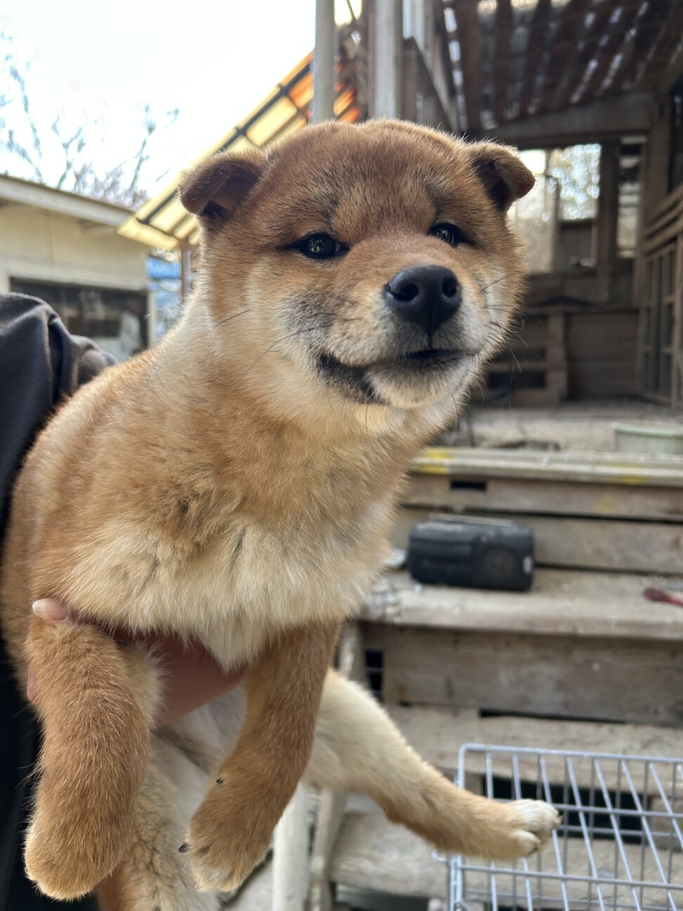 お問い合わせ多数のため一旦中止」千葉県 - 犬の里親募集(513108) 3枚 