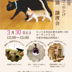 秘密結社ねこのひげ♡保護猫譲渡会
