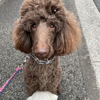 スタンダードプードル 6歳 ブラウン 男の子