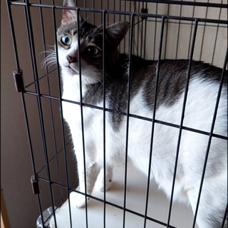 キャリア陽性　3歳オス猫