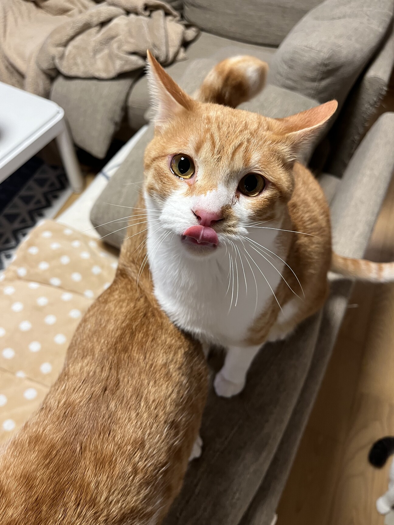 元気いっぱいの茶々丸くん♂」香川県 - 猫の里親募集(510008) 1枚目の