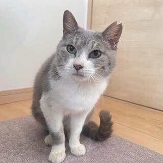 好奇心旺盛なグレー白の女の子