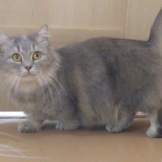 里親さん募集中⭐️マンチカン短足女の子です