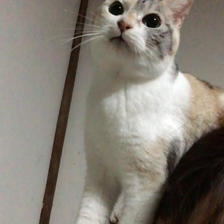 新しい飼い主さんを探しています