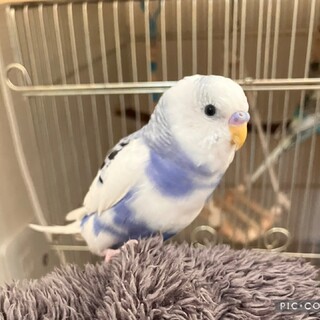 ●セキセイインコ●一歳未満