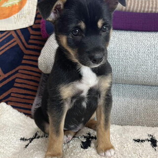 人の手で育った明るい性格めす子犬