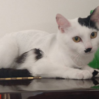 加須、羽生、久喜、邑楽、館林周辺にお住まいの方