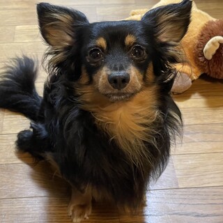 チワックス 男の子 5歳