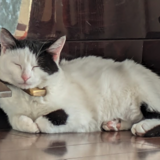 加須、羽生、久喜、邑楽、館林周辺にお住まいの方