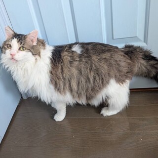 人馴れ花丸ノルウェージャンミックス？のモフ君