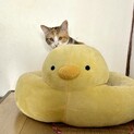 子猫ちゃん