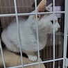 里親さん募集！昨年の春産まれの女のコです！ サムネイル7