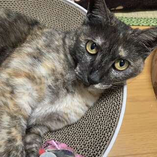 甘えん坊のあやめちゃん