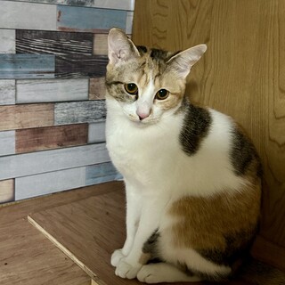 タレ目の可愛い三毛の子猫ちゃん