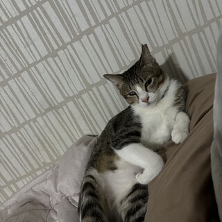 猫ちゃんの新しい家族を募集しています。