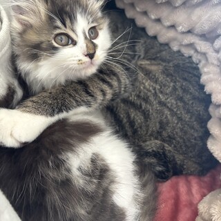 猫ちゃんの家族を探しています。