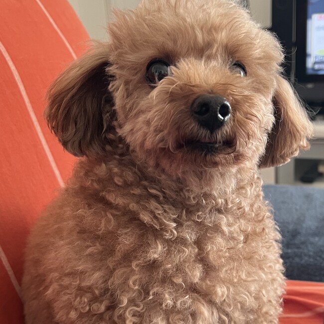 ケロハチのカバー写真