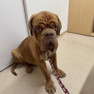 ボルドー  とわくん